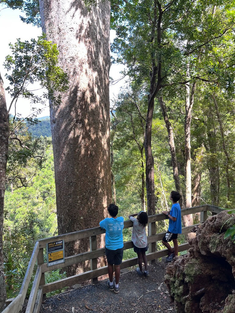 Giant kauri NZ