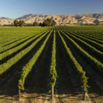 New Zealand vineyard