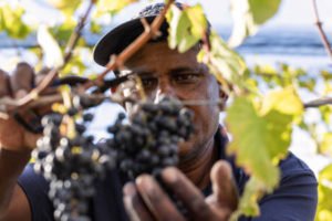 wine-picker wine-picker